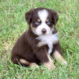 Scrubbles - Red tri female Miniature Australian Shepherd puppy in Evant, Texas from Lazy VT Bar Ranch
