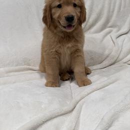 Golden Retriever Puppies from Sultan’s Goldens