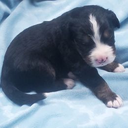 Black Male - Bernese Mountain Dog puppy from Bernese Mountain Dogs of Pony Trail Farm