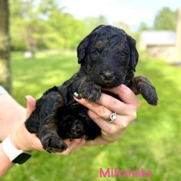 Milkshake - Phantom female Bernedoodle puppy in Midland, Michigan from Northern Charm Farm