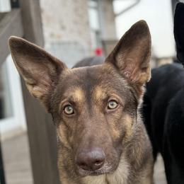 German Shepherds from Urekar Haus