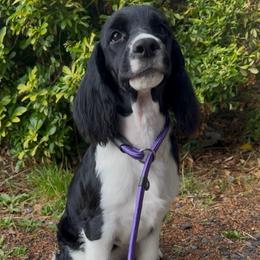 Jett - Black and white female English Springer Spaniel puppy in Scio, Oregon from Starlet Springers