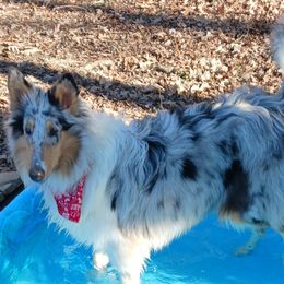Collies from Gun Barrel Collies