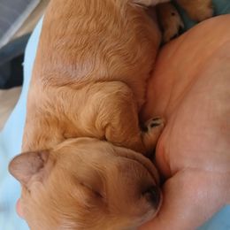 Autumn Sunshyne - Apricot male Poodle puppy in North Carolina from Faithful Hearts Kennel