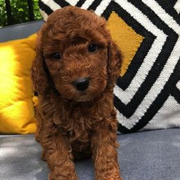 Goldendoodle Puppies from Austin Golden Doodles