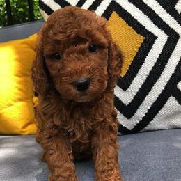Goldendoodle Puppies from Austin Golden Doodles