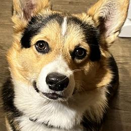 Benjamin - Pembroke Welsh Corgi