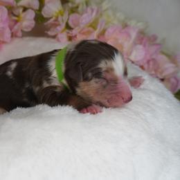 Boy 5 - Red merle male Australian Shepherd puppy in Cedar Hill, Tennessee from Kreger Farms