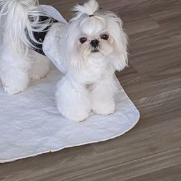 Dior - Maltese