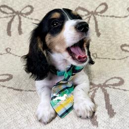 Pip, Long Hair, Black and Tan, Piebald AKC - Black and tan male Dachshund puppy in South Easton, Massachusetts from Depot Dachsies