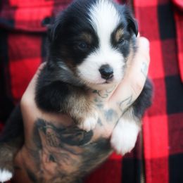 Carlisle - Black tri male Miniature American Shepherd puppy in Battle Ground, Washington from Casita Miniature American Shepherds