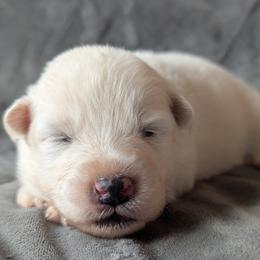 AKC Girl 'Tofu' - White female Samoyed puppy in Tombstone, Arizona from High Lonesome