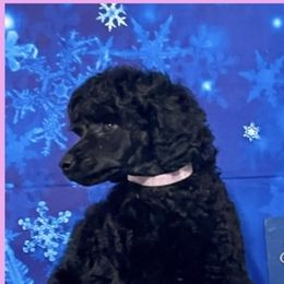 Kerry Blue Terrier and Poodle Puppies from Thelmarys Hernandez