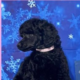 Kerry Blue Terrier and Poodle Puppies from Thelmarys Hernandez