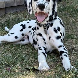 Solo - White and black male Dalmatian puppy in Lakewood, Colorado from Hapi-Dal Dalmatians and Primetime Whippets