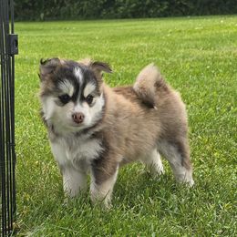 Pomsky Puppies from PJs Pomskies
