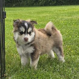 Pomsky Puppies from PJs Pomskies