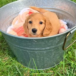 Bud - Red male Dachshund puppy in Crossville, Tennessee from Golden Mini Farm