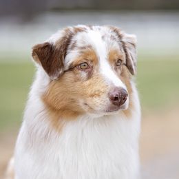 Tattle - Australian Shepherd