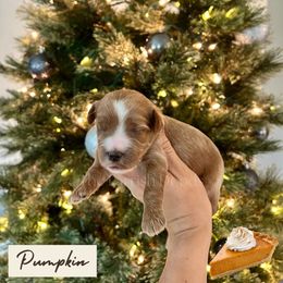 Pumpkin - Red  female Goldendoodle puppy in Aubrey, Texas from The Parrish Doods