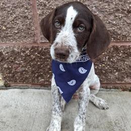 Boy 6 - Liver and white male German Wirehaired Pointer puppy in Potosi, Wisconsin from Point and Flush Gun Dogs