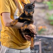 Blue Boy - Black and rust Beauceron puppy in Henderson, Nevada from Joie de Vie Beaucerons
