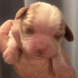 Aspen Sky - Blenheim male Cavalier King Charles Spaniel puppy in Ridgeville, South Carolina from Misty Meadow Cavaliers