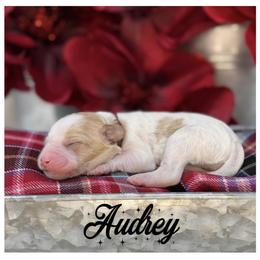 Audrey - Apricot female Australian Labradoodle puppy in Gladstone, Oregon from Beaver State Labradoodles