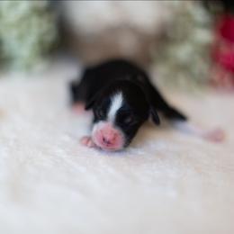 Dahlia - Red tri-color female Aussiedoodle puppy in Tonopah, Arizona from Kae's Kennels