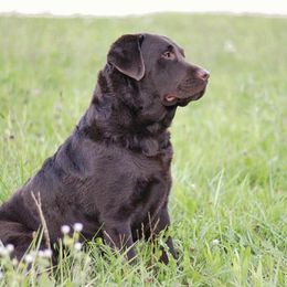 Labrador Retrievers from Lost River Ridge Labradors