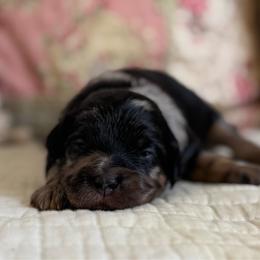Amelia Badelia - Merle female Cavapoo puppy in Beckley, West Virginia from By Design Doodles