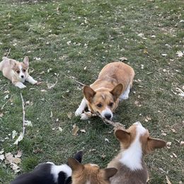 Bronnie - Pembroke Welsh Corgi