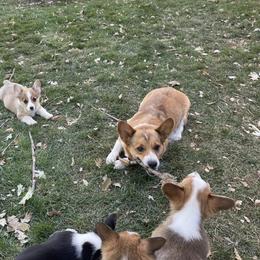 Bronnie - Pembroke Welsh Corgi