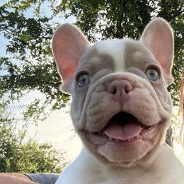 New Shade Pied - Tricolors male French Bulldog puppy in Blue Ridge, Texas from Beason’s HomeGrown Frenchies