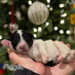 Boy 2 - Black and white male Sheepadoodle puppy in Danville, Indiana from Marley’s Doodle Ranch