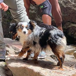 Paco - Toy Australian Shepherd