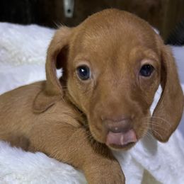 Shortcake - Red female Dachshund puppy in Mayport, Pennsylvania from PA's Darling Doxies