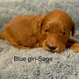Blue collar girl - Red  female Goldendoodle puppy in Vian, Oklahoma from Dog Days Doodles