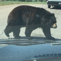 Aussiedoodle Puppies from Hearth&Hound Doodles