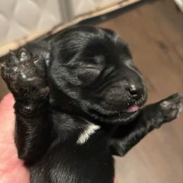 Beatrice - Black female Miniature Schnauzer puppy in Interlachen, Florida from Pam's Schnauzers