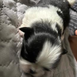 Girl 2 - White and black female Japanese Chin puppy in Connecticut from Lissette's pups chins and bullies