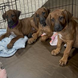 Peach - Rd whtn blk nose female Rhodesian Ridgeback puppy in Montgomery, Texas from Timber Ridge Kennels