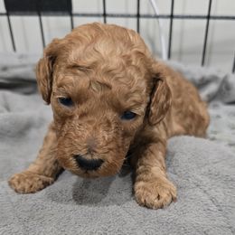 Fend - Red  male Poodle puppy in Goodyear, Arizona from Moving and Grooving Pups
