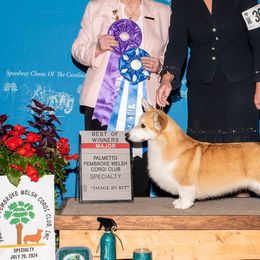American Hairless Terriers and Pembroke Welsh Corgis from Flipside