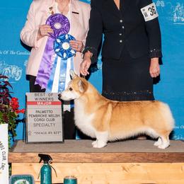 American Hairless Terriers and Pembroke Welsh Corgis from Flipside