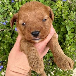 Chérie - Red female Cavapoo puppy in Queen Creek, Arizona from Dulcito Doodles