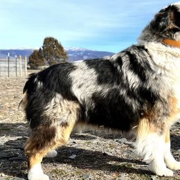 Sugar - Toy Australian Shepherd