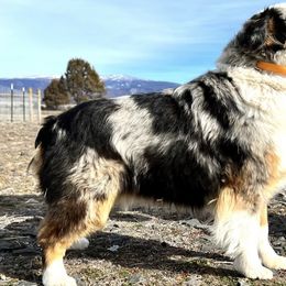 Sugar - Toy Australian Shepherd