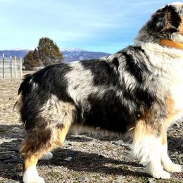 Sugar - Toy Australian Shepherd