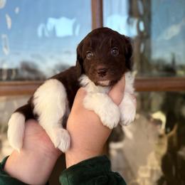 Maren - Chocolate female Goldendoodle puppy in Allen, Texas from Calena’s Doodles